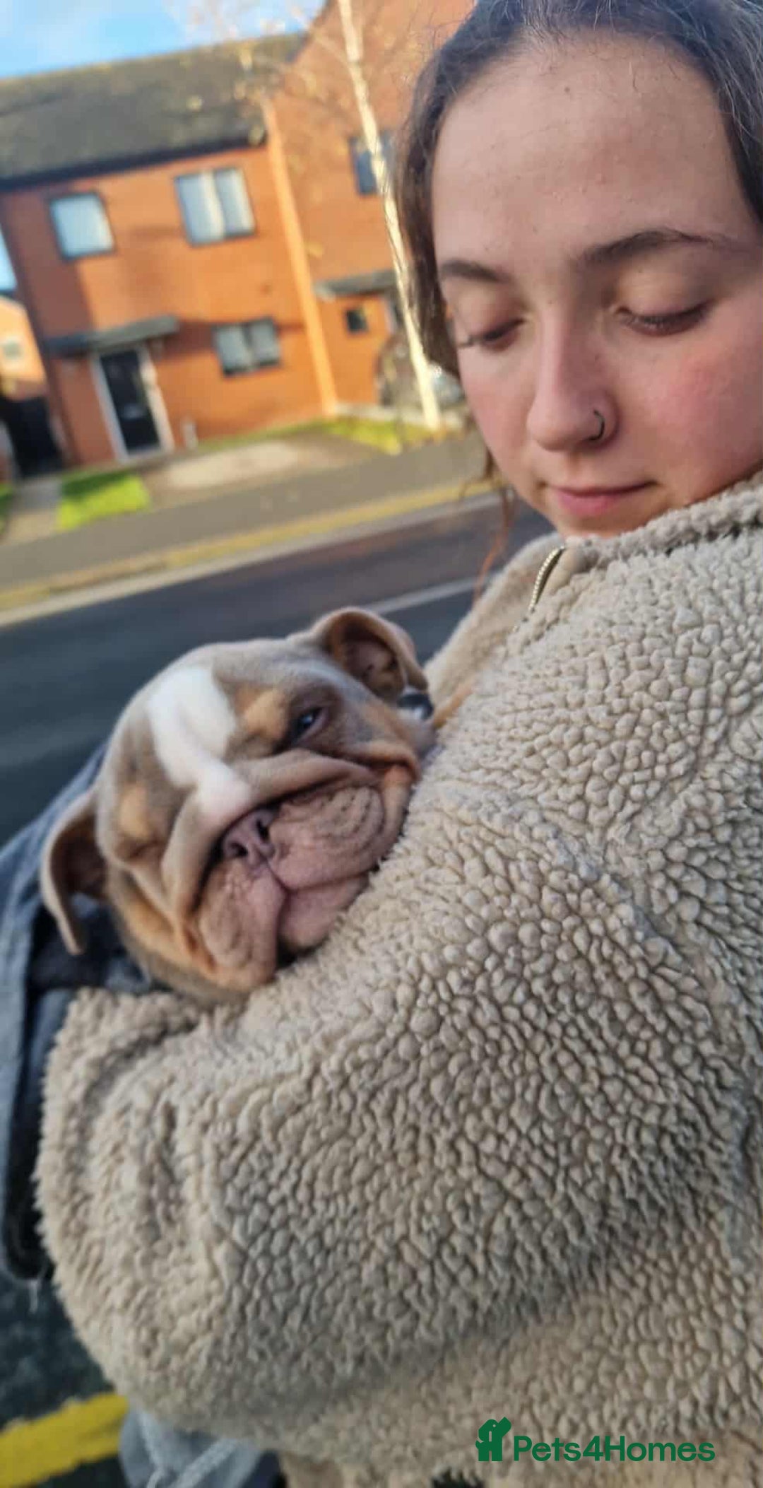 English Bulldog dogs for sale: English bulldog puppies  - Advert 25