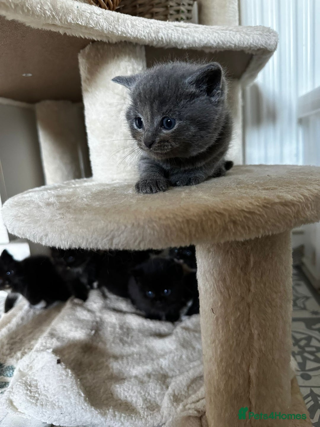 Scottish Fold cats for sale: Scottish Fold Cross Kittens - Image 7