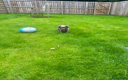 Chihuahua dogs for sale: Beautiful long coat pure breed chihuahua  - Image 12