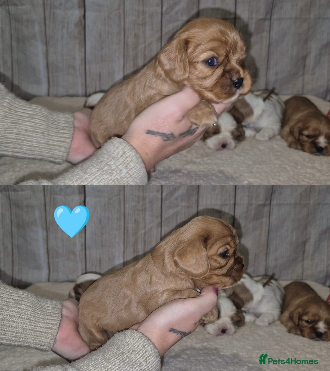 Cavalier King Charles Spaniel dogs for sale: 5 beautiful CKCS ❤️ - Advert 16