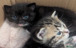 Mixed Breed cats for sale: 2 Sisters 1 Tabby and 1 Tuxedo Persian Mix - Image 22