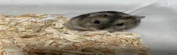 Hamster rodents for sale: Baby Winter White Russian hamsters (pure bred). - Advert 3