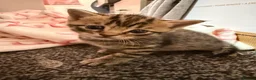 Mixed Breed cats for sale: Kittens  in Warminster - Advert 2