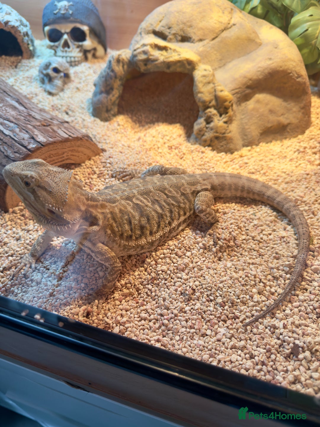 Bearded Dragon reptiles for sale: 4ft x 2ft x 2ft viv and bearded dragon  - Image 1