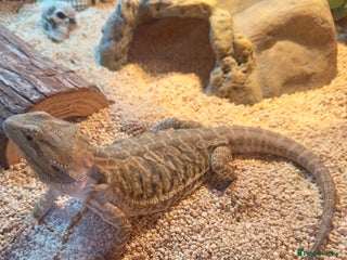 Bearded Dragon reptiles - Advert 11
