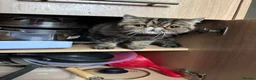Exotic cats for sale: Exotic short hair tabby  in Bradford - Advert 3