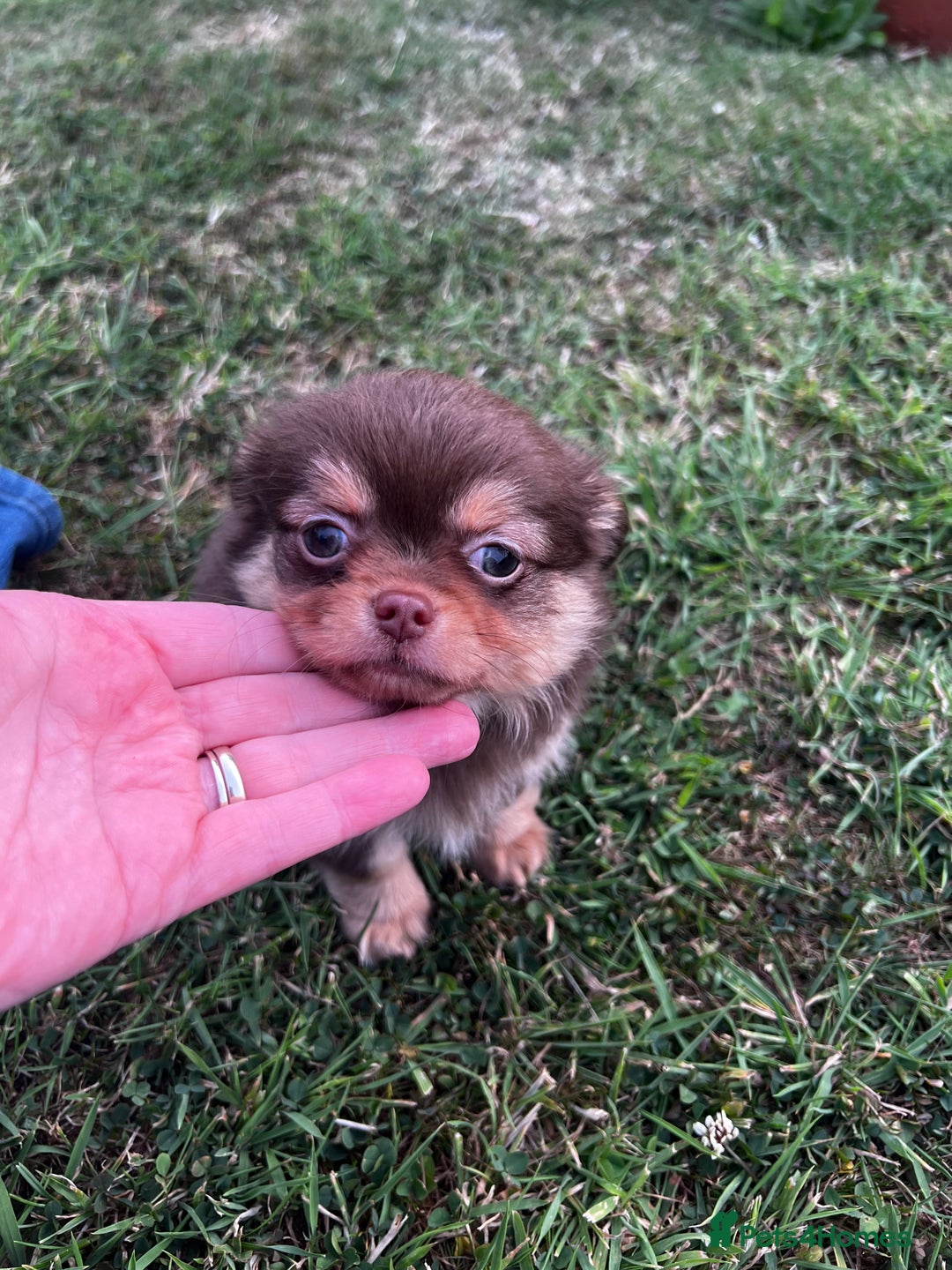 Chihuahua dogs for sale: *** Amazing quality very small Chihuahua’s *** - Image 11