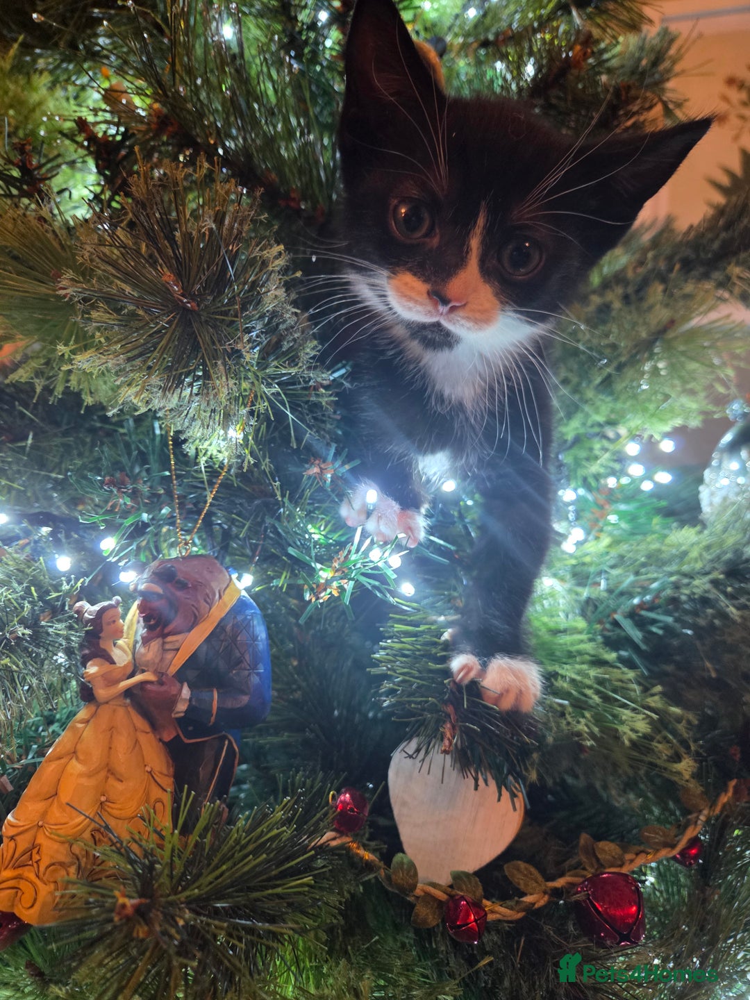 Mixed Breed cats for sale:  **  Beautiful  **  Kittens  **  - Advert 14