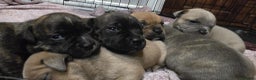 Staffordshire Bull Terrier dogs for sale: Red blue brindle Puppys Staffordshire bull terier  - Advert 4