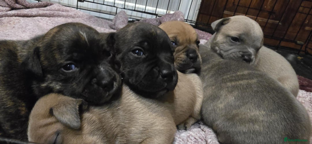 Staffordshire Bull Terrier dogs for sale: Red blue brindle Puppys Staffordshire bull terier  - Advert 4