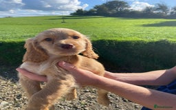Cocker Spaniel dogs for sale: Cocker spaniel  - Image 5