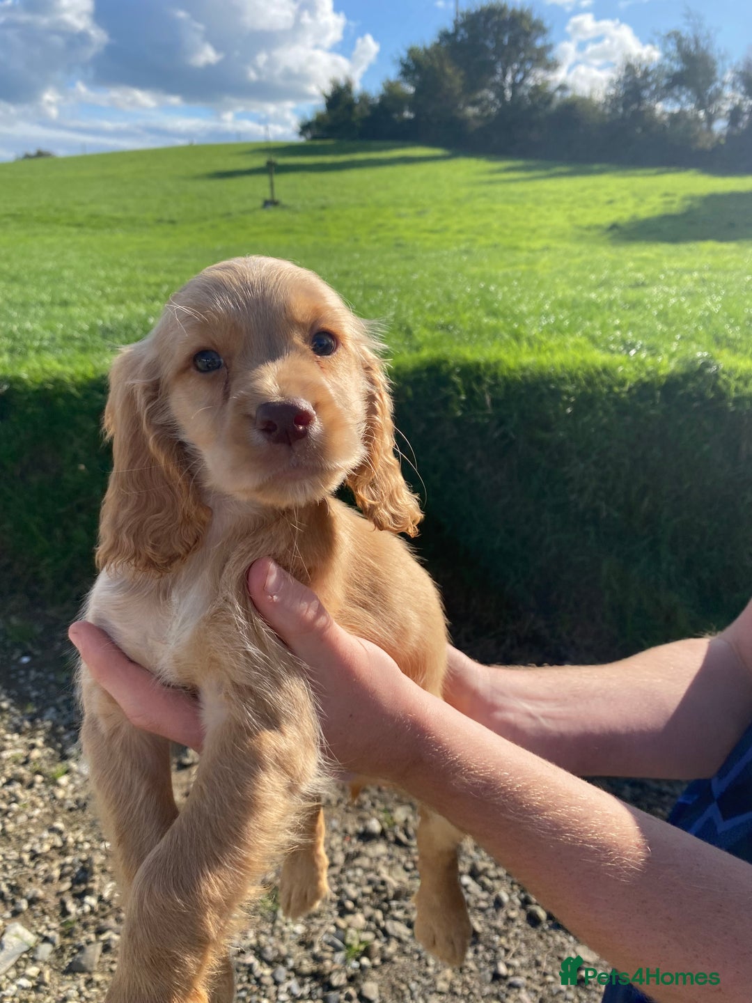 Cocker Spaniel dogs for sale: Cocker spaniel  - Image 5