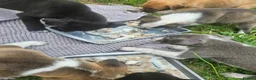 Mixed Breed dogs for sale: Stunning Kelpie lurchers  - Advert 37