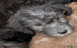 Bedlington Terrier dogs for sale: Bedlington terriers - working stock - Image 31