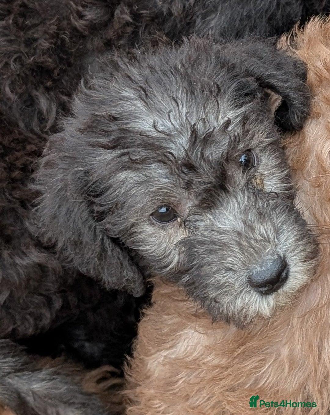Bedlington Terrier dogs for sale: Bedlington terriers - working stock - Image 31