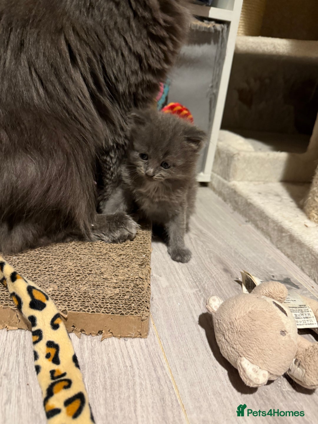 Ragcoon cats for sale: READY NOW Stunning RAGCOON Kittens  - Advert 10