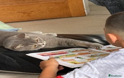Brazilian Shorthair cats for sale: BritishShorthair Friendly Male Cat Romeo - Image 5