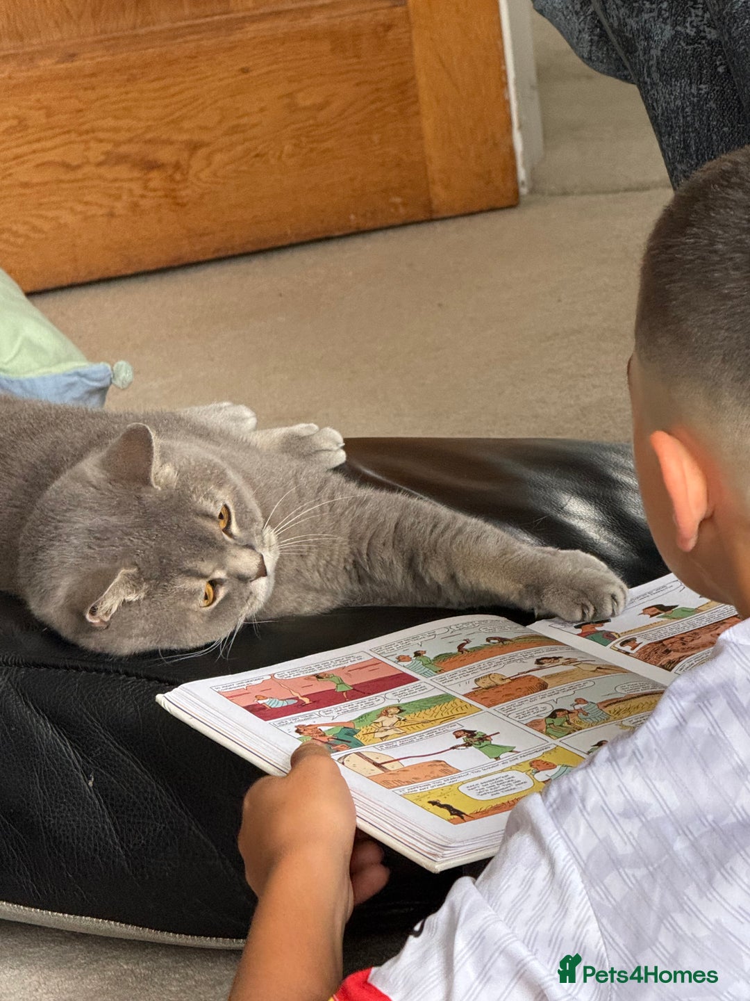 Brazilian Shorthair cats for sale: BritishShorthair Friendly Male Cat Romeo - Image 5
