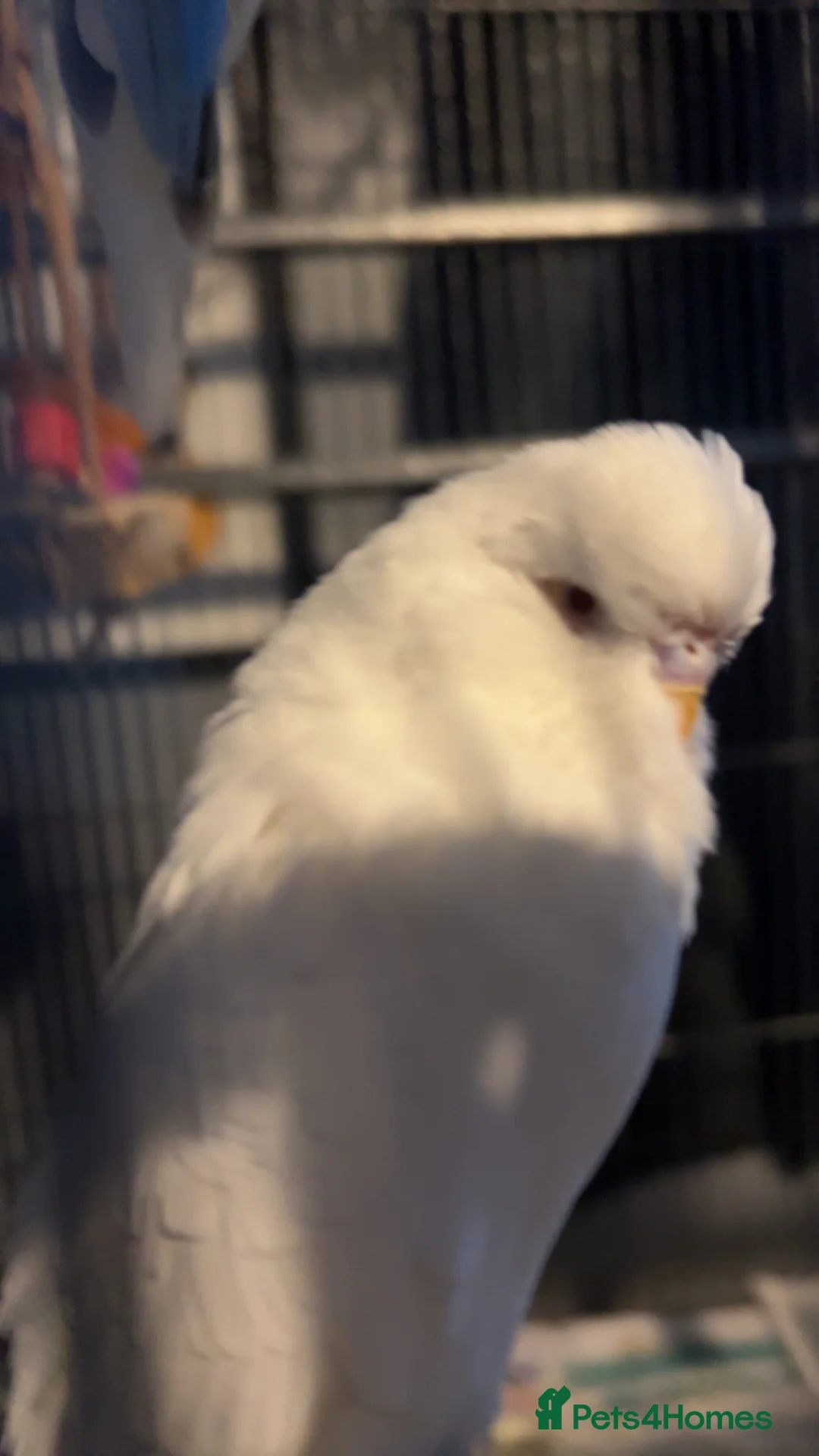 Budgerigars birds for sale: 2 budgies for sale in Newton Abbot - Advert 2