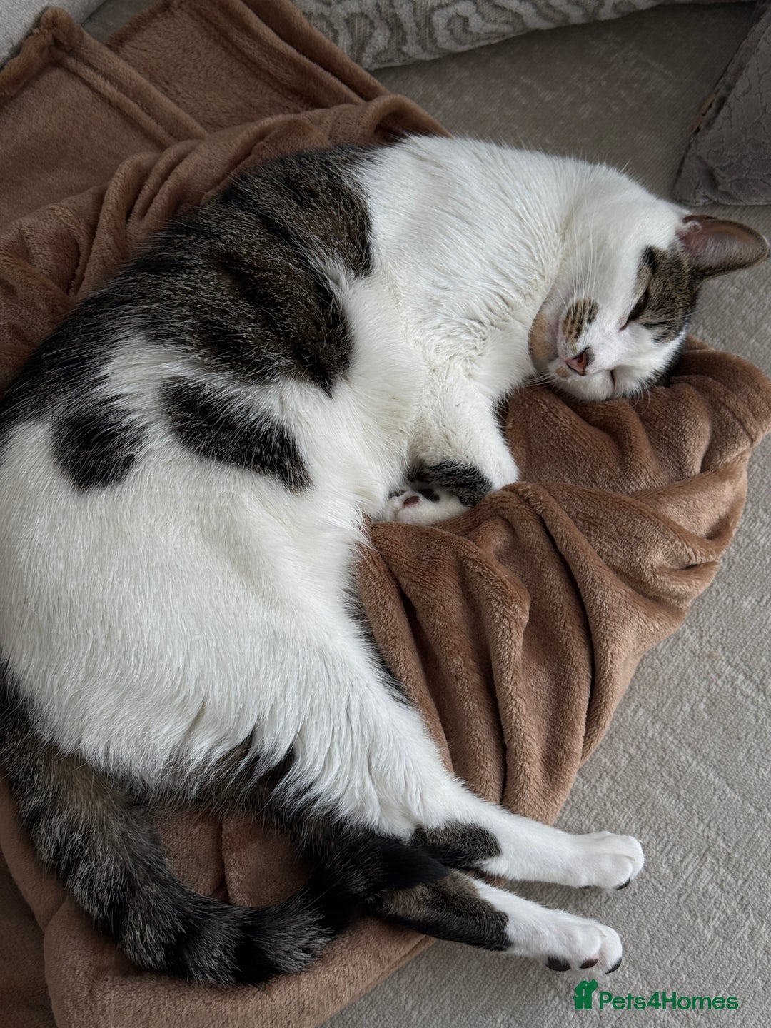 Domestic Shorthair cats for sale: Domestic  cat looking for a loving home for free - Image 1