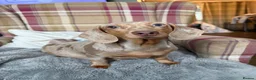 Miniature Dachshund dogs for sale: MINIATURE DACHSHUND PUPPIES🐾 - Advert 5