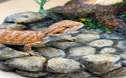 Bearded Dragon reptiles for sale: 🔥Last clutch this year!! Baby bearded dragons 🔥 - Image 8