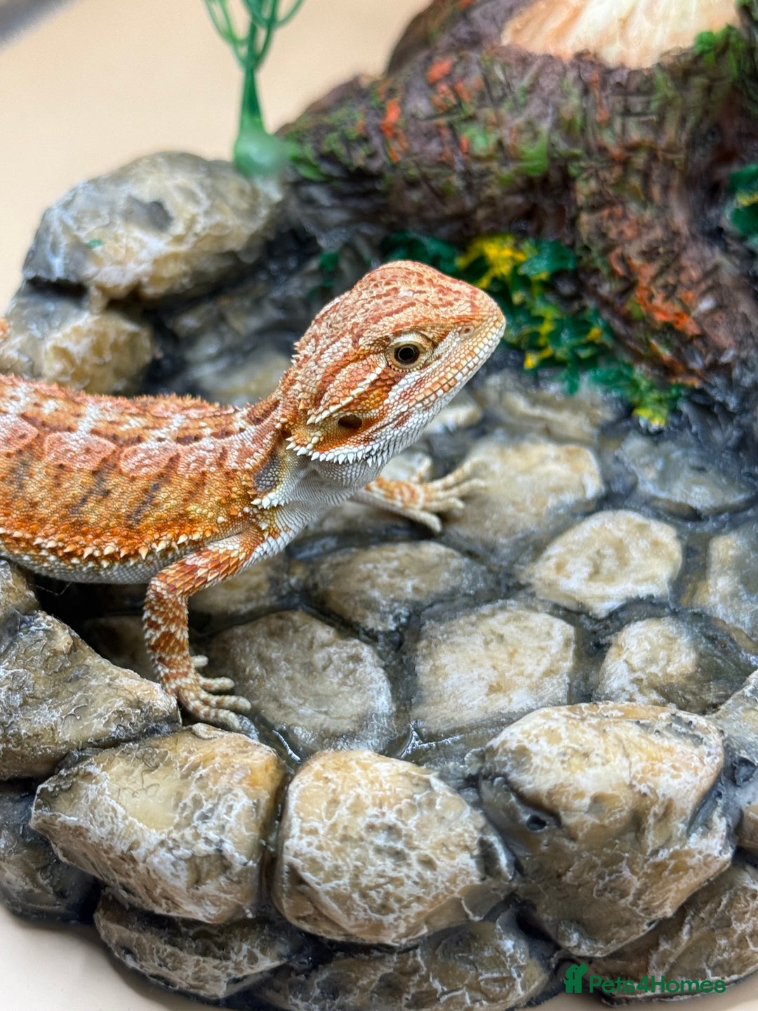 Bearded Dragon reptiles for sale: 🔥Last clutch this year!! Baby bearded dragons 🔥 - Image 8