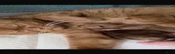 Scottish Fold cats for sale: Scottish fold kitten  - Advert 3