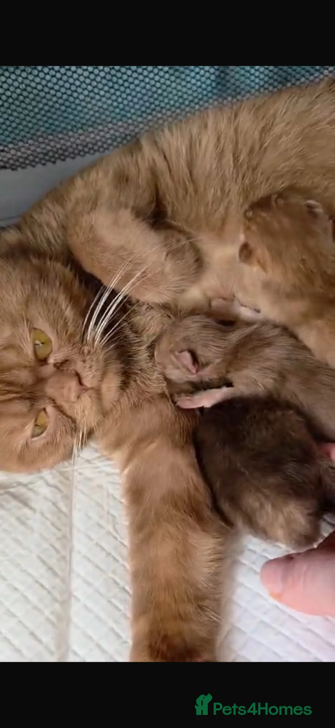 Scottish Fold cats for sale: Scottish fold kitten  - Advert 3