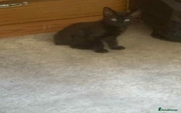 Mixed Breed cats for sale: Kittens for sale  - Image 5