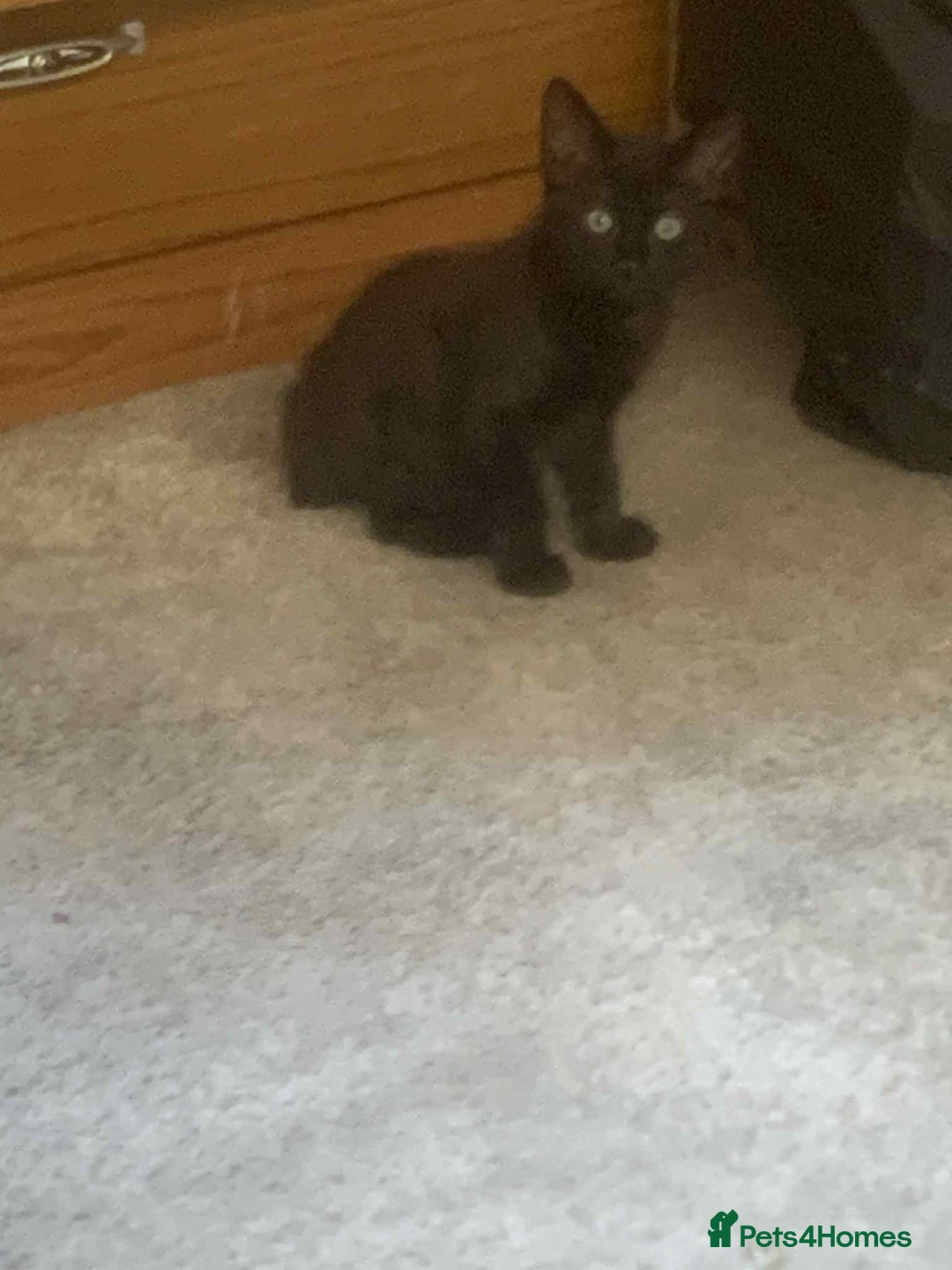Mixed Breed cats for sale: Kittens for sale  - Image 5