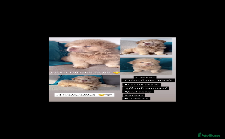Chow Chow dogs - Advert 1