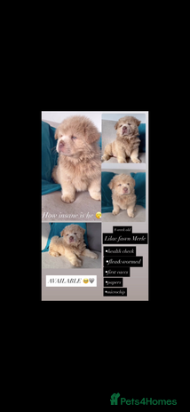 Chow Chow dogs - Advert 7