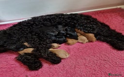 Cockapoo dogs for sale: SIMPLY UNIQUE SHOW TYPE F1 COCAPOOS - Image 1
