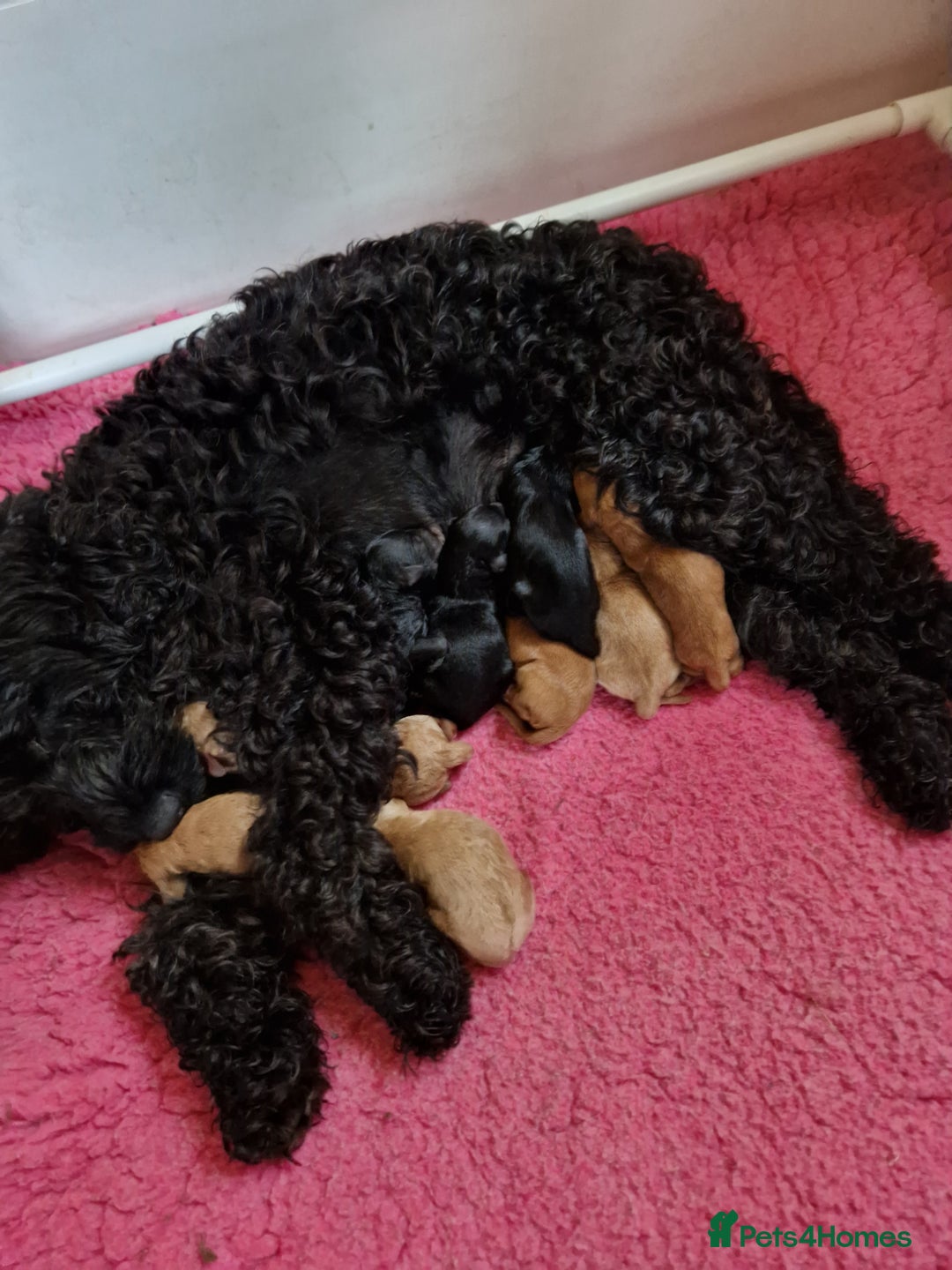 Cockapoo dogs for sale: SIMPLY UNIQUE SHOW TYPE F1 COCAPOOS - Image 1