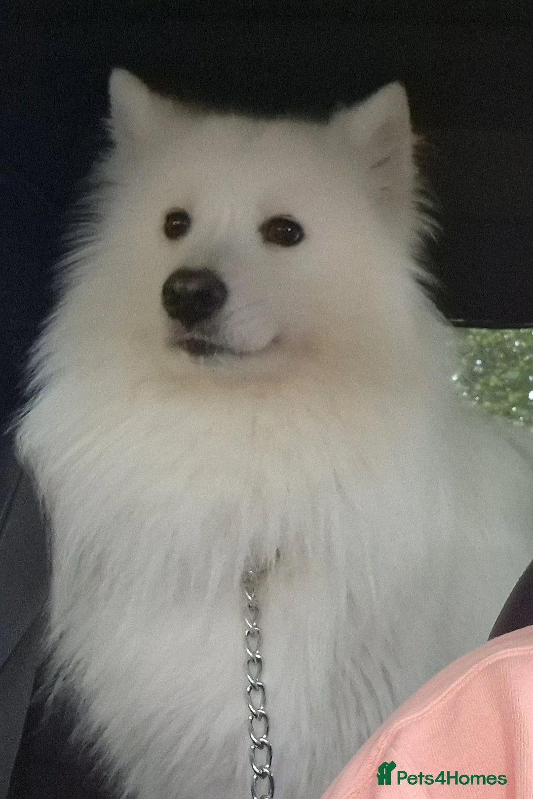 Samoyed dogs for stud: Stud Samoyed  - Advert 2