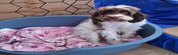 Cockapoo dogs for sale: ** Adorable Female Cockapoo** in Cannock - Advert 6
