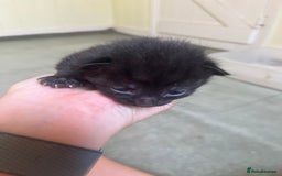 Domestic Shorthair cats for sale: Kittens for sale £80 - Image 14