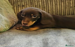 Dachshund dogs for sale: Miniature Dachshund puppy's for sale - Image 15