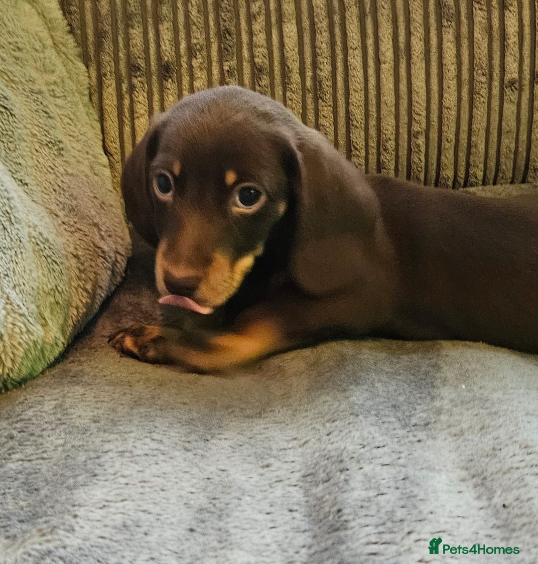 Dachshund dogs for sale: Miniature Dachshund puppy's for sale - Image 15