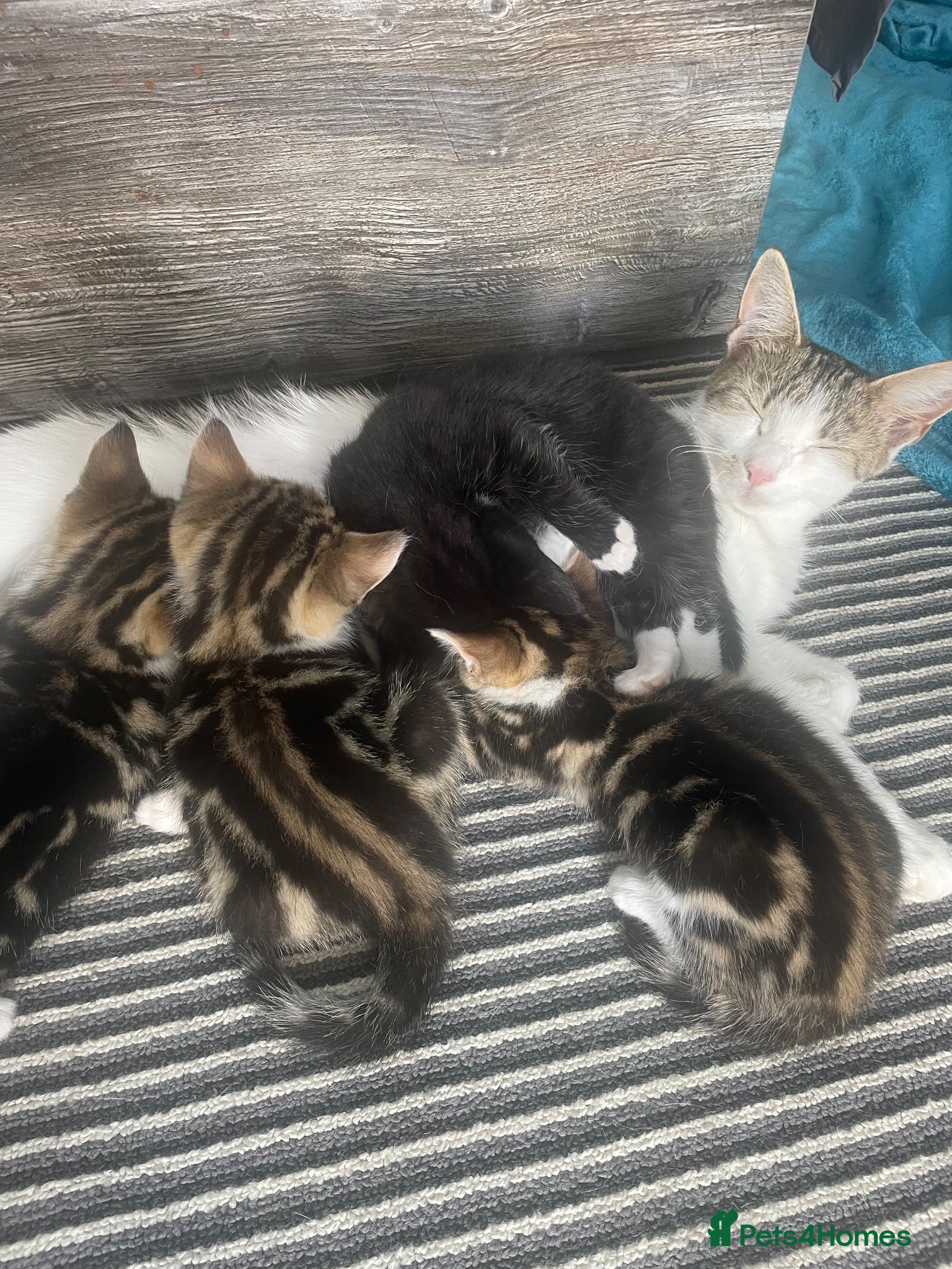 Mixed Breed cats Beautiful Kittens  - Advert 1