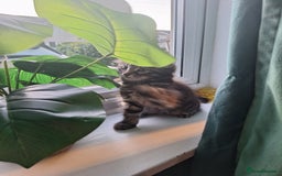 Domestic Shorthair cats for sale: 2 male kittens ready to leave today!  - Image 7