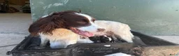 English Springer Spaniel dogs for sale: English Springer Spaniel Puppies - Advert 22