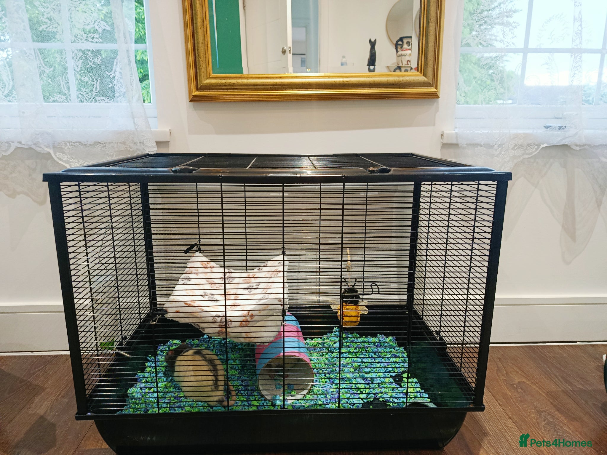 Rat rodents Max & Zack – Friendly Pet Rats for Adoption - Advert 11