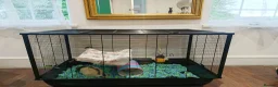 Rat rodents for sale: Max & Zack – Friendly Pet Rats for Adoption in Staines - Advert 1