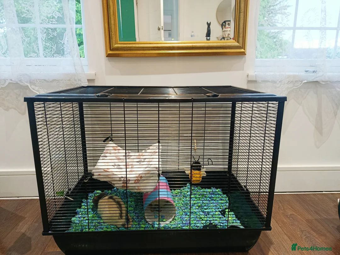 Rat rodents for sale: Max & Zack – Friendly Pet Rats for Adoption in Staines - Advert 1