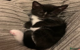 Mixed Breed cats for sale: ✨Playful Kittens Ready for Their Forever Homes! - Image 2