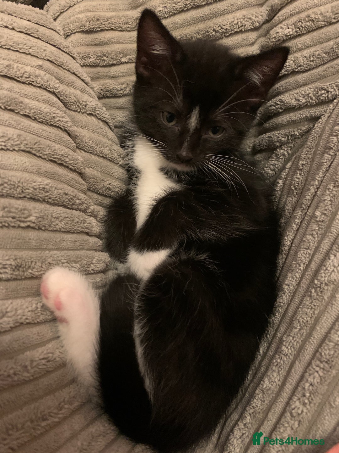 Mixed Breed cats for sale: ✨Playful Kittens Ready for Their Forever Homes! - Image 2