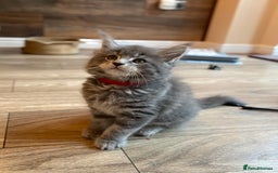 Maine Coon cats for sale: First Litter 6 Pure Maine Coon Kittens - Image 15