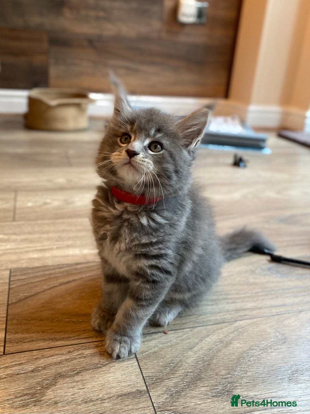 Maine Coon cats for sale: First Litter 6 Pure Maine Coon Kittens - Image 15